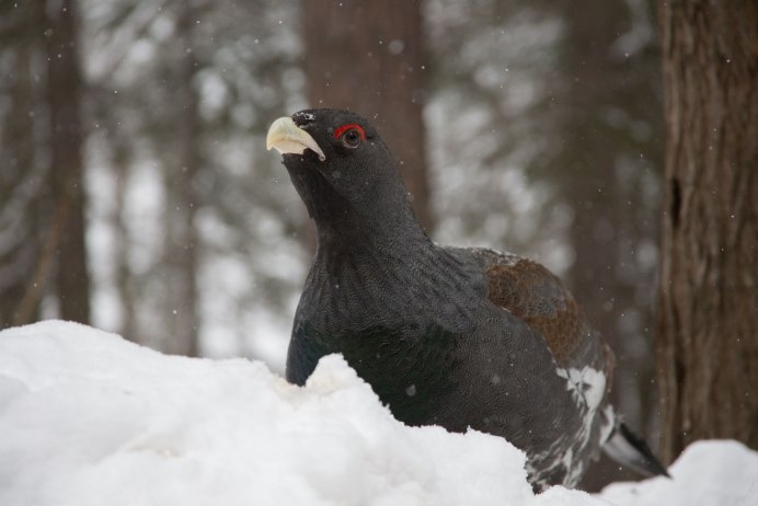 Птица с бакенбардами