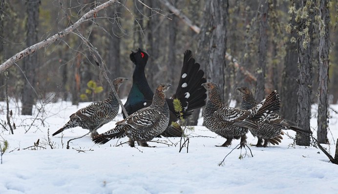 Тетерев-Косач зимой
