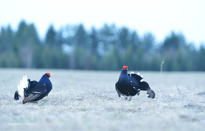 Глухарь птица фото самка