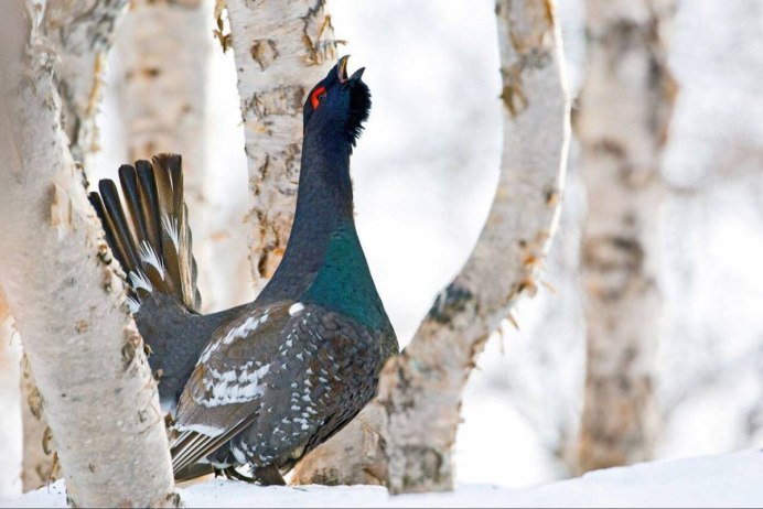 Тетерев в Тверской области