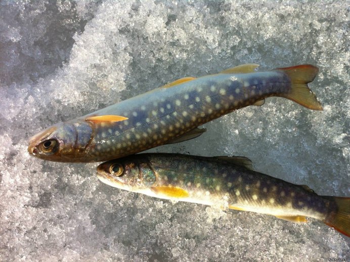 Арктический голец Salvelinus Alpinus