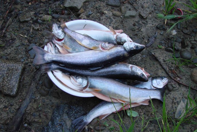 Арктический голец Salvelinus Alpinus