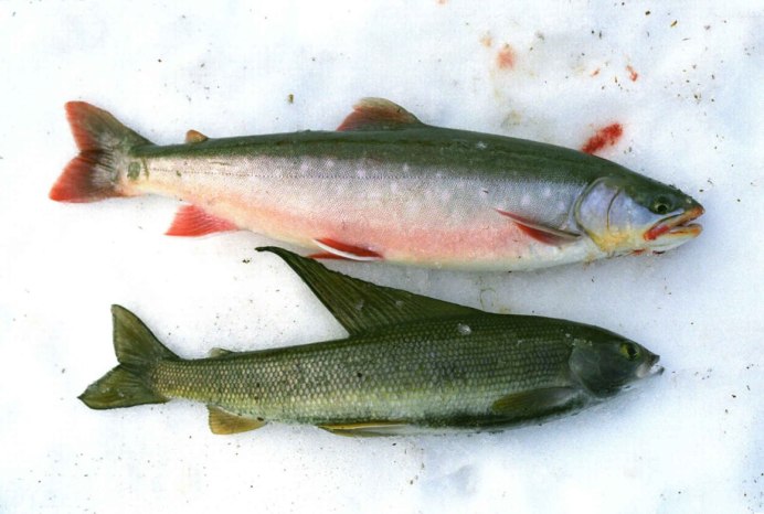 Арктический голец Salvelinus Alpinus