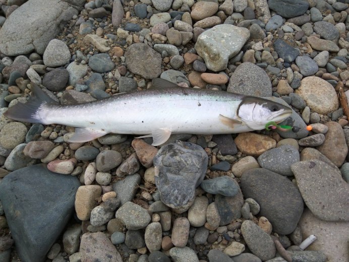 Salvelinus kronocius