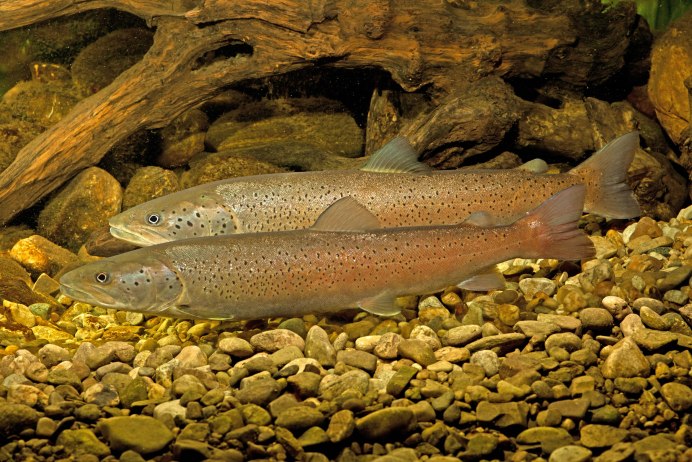 Голец (Мальма) – Salvelinus Malma