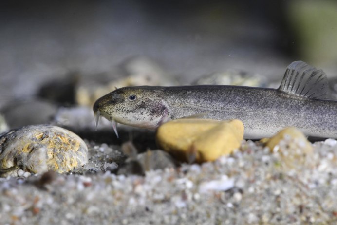 Голец (Мальма) – Salvelinus Malma