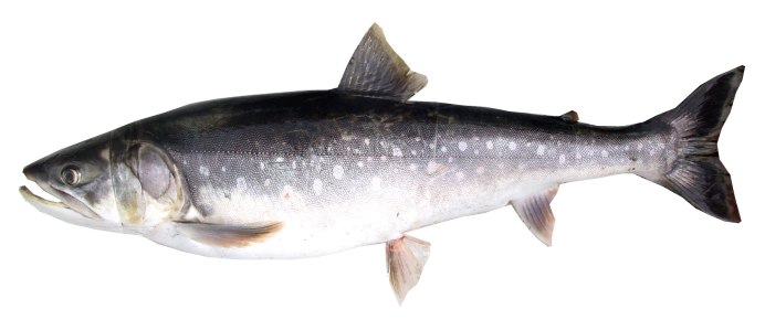 Арктический голец Salvelinus Alpinus