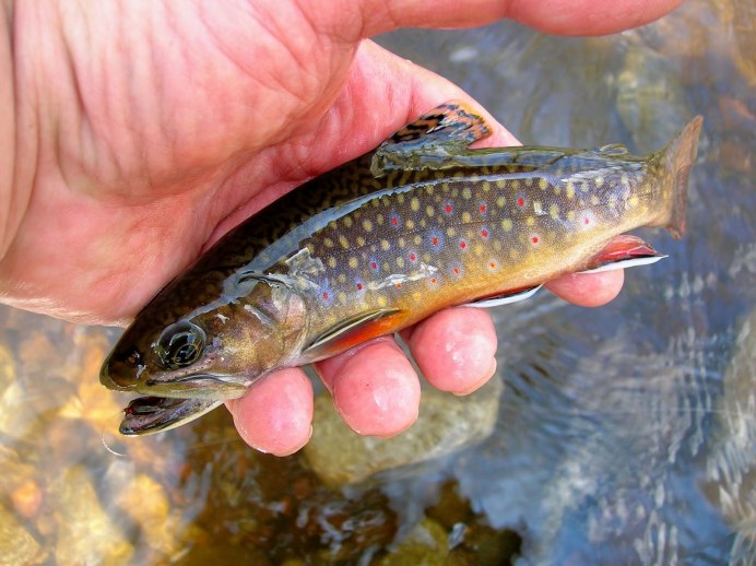 Salvelinus fontinalis