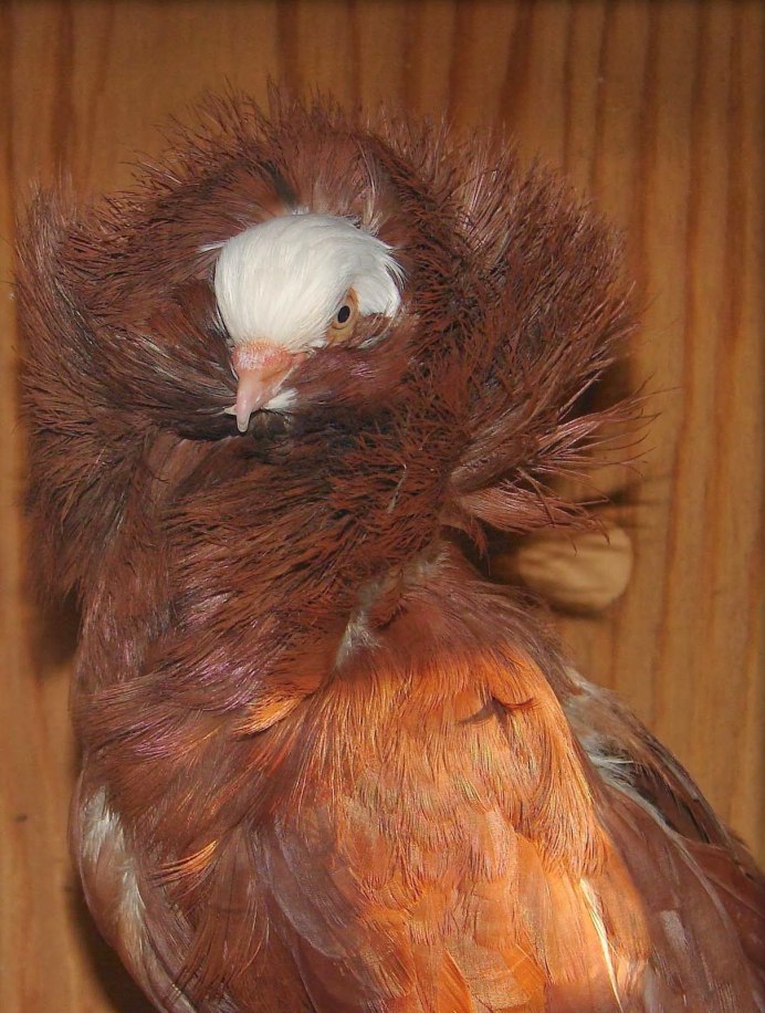 2 Jacobins Pigeon and 1 fantalysy