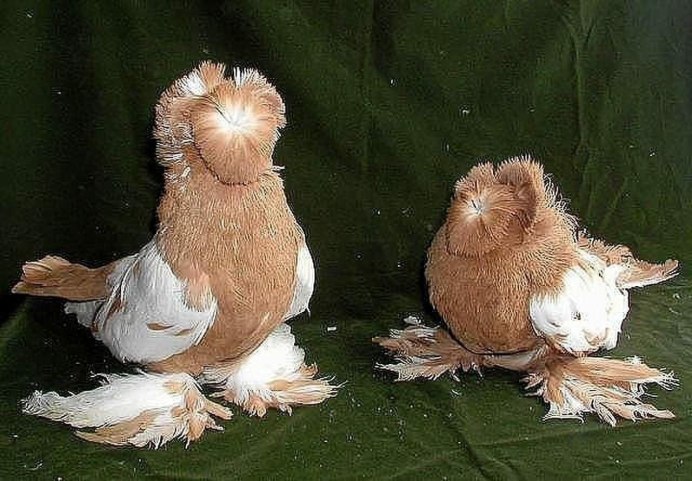 Голубь якобинец