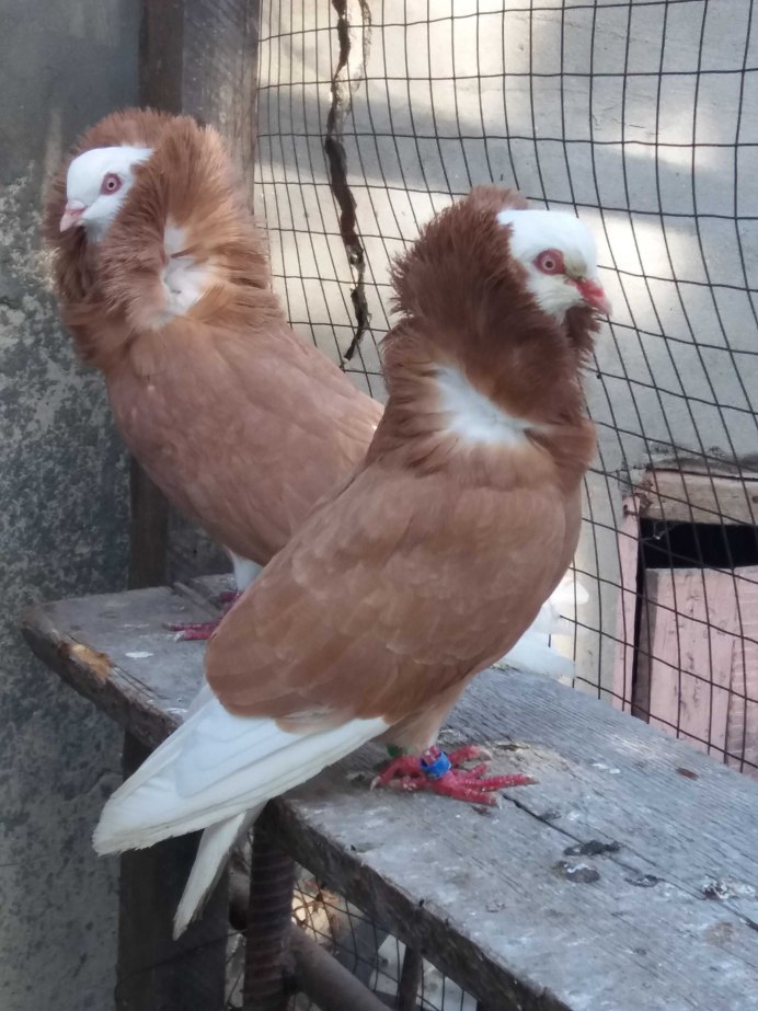 Fancy Pigeon