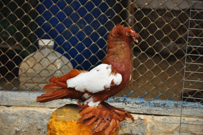 Frillback Pigeon