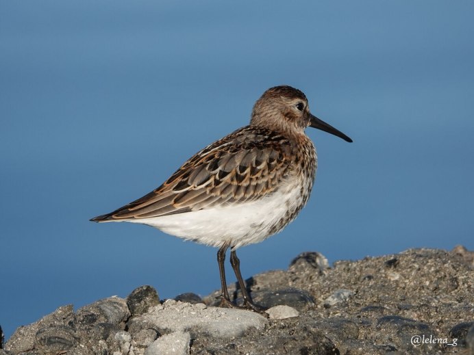 Колибри Пчелка самая маленькая птица в мире
