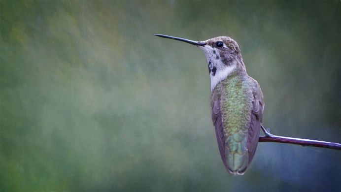 Птица с белой грудкой и длинным клювом
