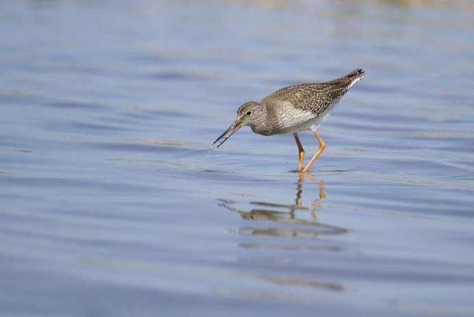 Dumetella carolinensis