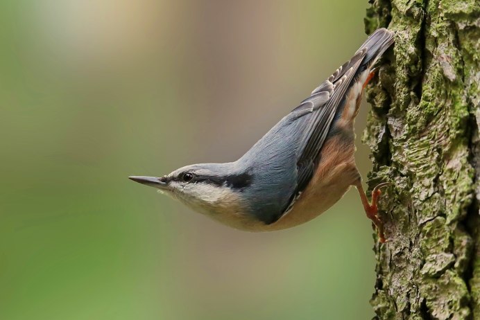 Маленькая серая птичка с длинным тонким клювом