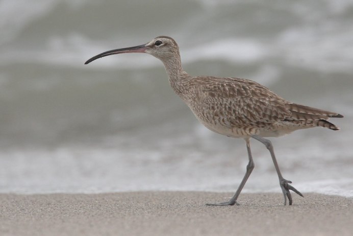 Серая птица