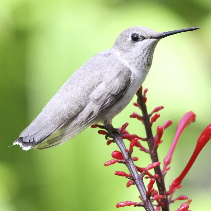Длинноклювый крапивник