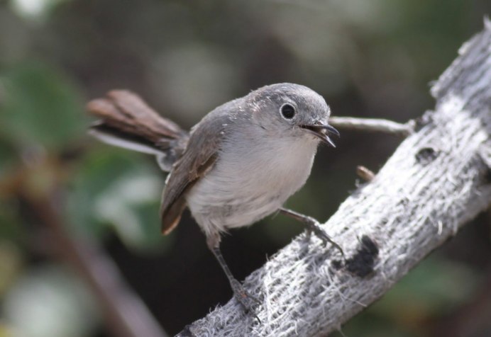 Серая птичка с длинным клювом