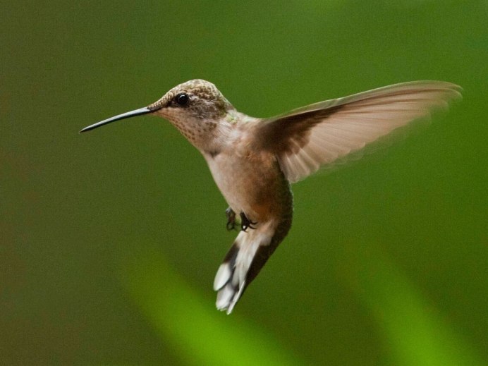 Болотная птица Бекас