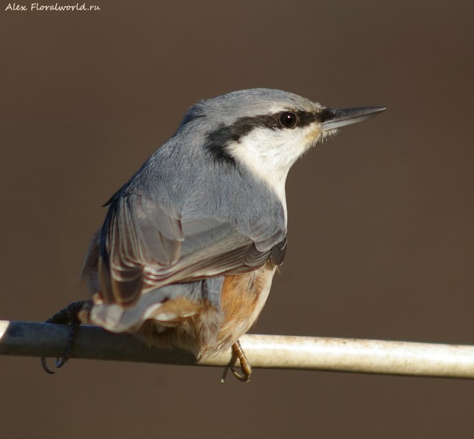 Маленькая птица с длинным клювом