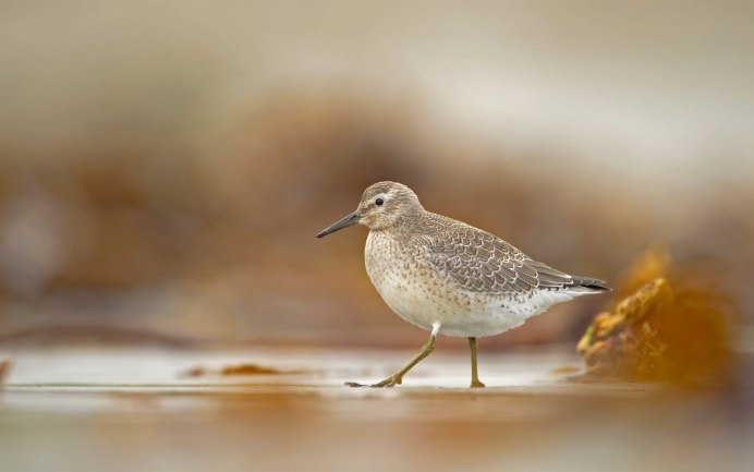 Прлощень обыкновенный