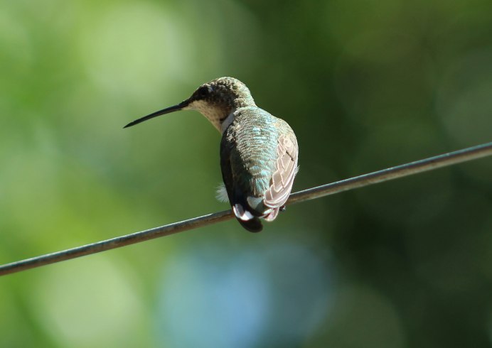 Бекас песочник птица