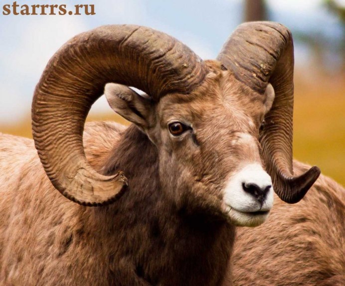 Бурая овца