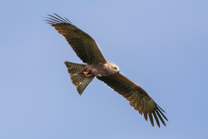 Коршун Шуляк