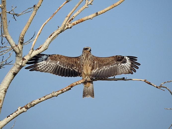 Коршун Ленинградская область