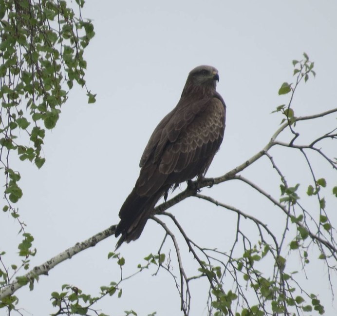 Black Kite Milvus Migrans