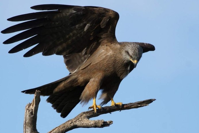 Канюковый Коршун