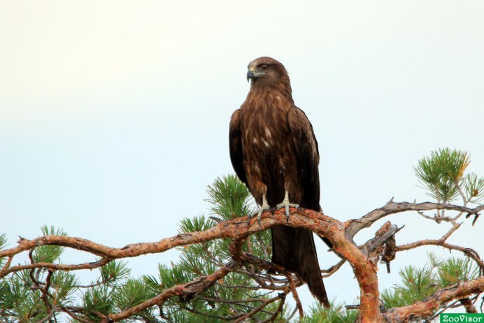 Орел ястреб Сокол Коршун Беркут