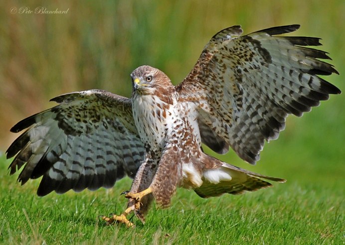 Красный Коршун Milvus Milvus