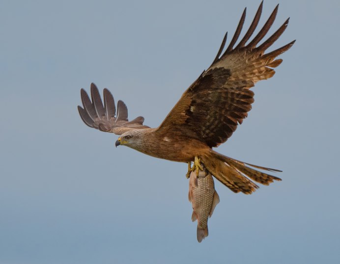 Коршун Свистун