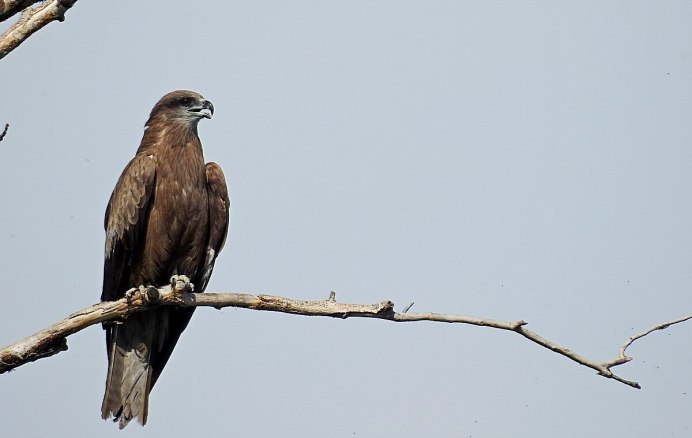 Черный Коршун в Татарстане