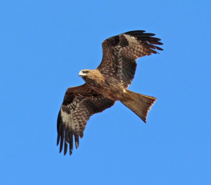 Коршун Зимняк