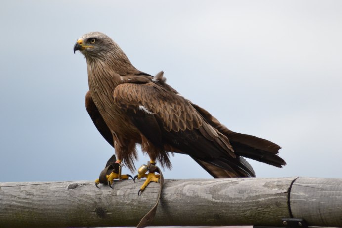 Хищные птицы Коршун