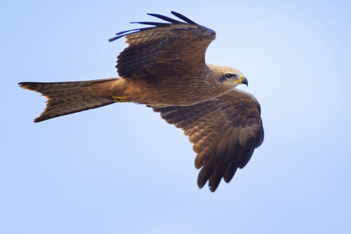 Ястреб канюк