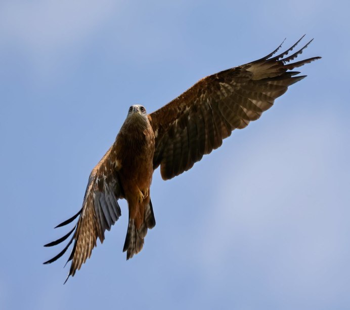 Канюк Сарыч обыкновенный