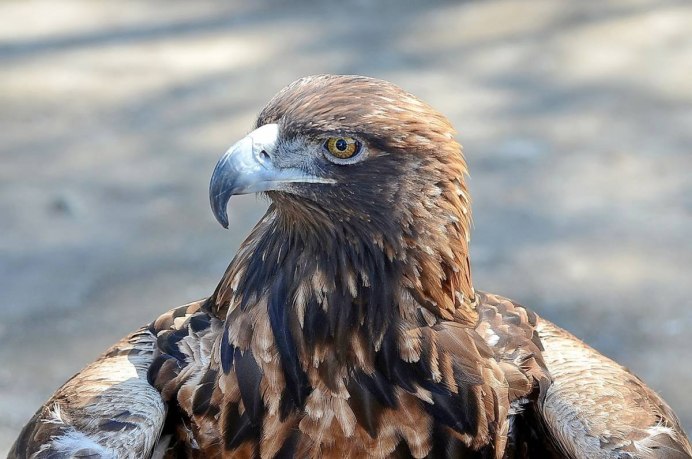 Черный Коршун Воронежского заповедника
