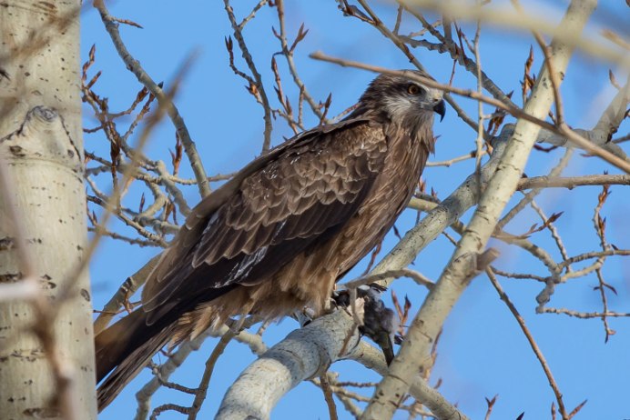 Байкальский заповедник черный Коршун