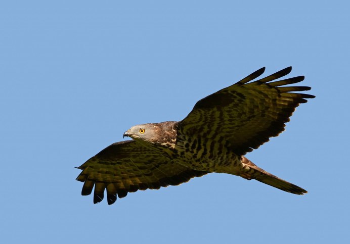 Кавказский Коршун