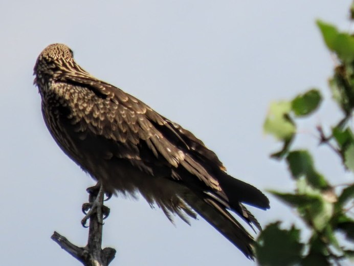 Сибирский черный Коршун