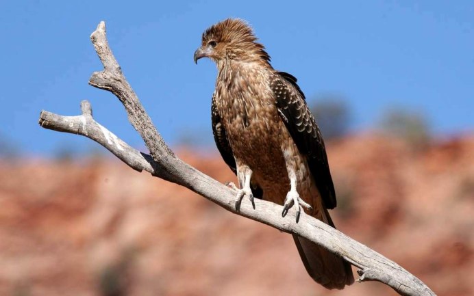Канюк Сарыч обыкновенный