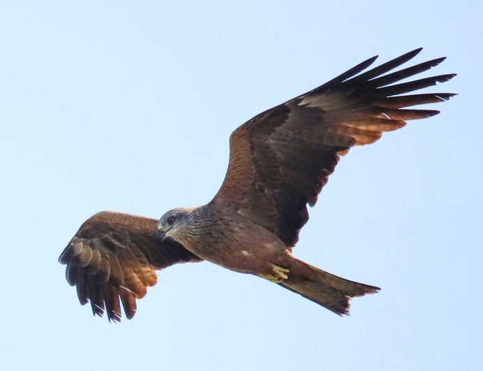 Беркут Халзан