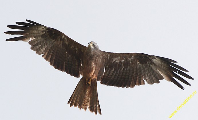 Сибирский черный Коршун