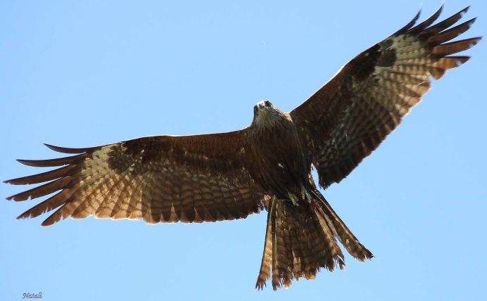 Малый индийский Коршун