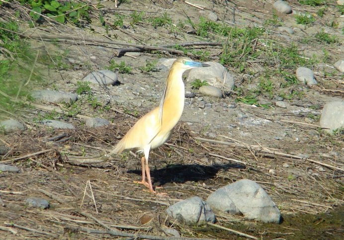 Жёлтая цапля / Ardeola ralloides / Squacco Heron