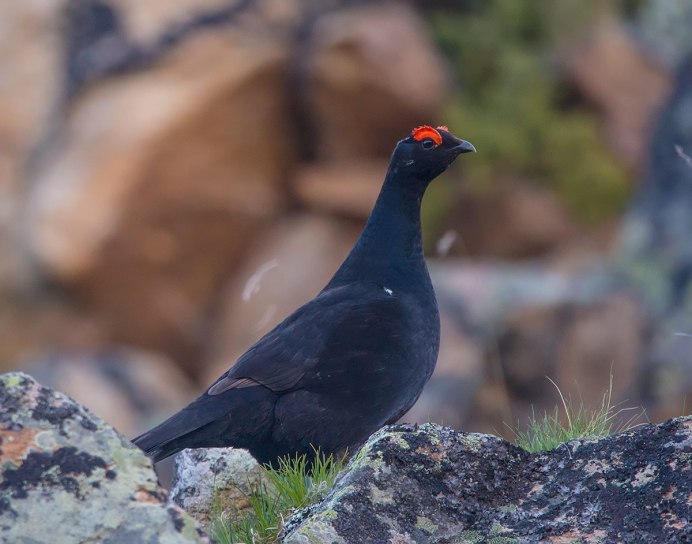 Клушица (Pyrrhocorax Pyrrhocorax)